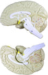 VAB401-3 Models-3 Vision Scientific Life Size Human Brain Parts | Shows Frontal, Parietal, Temporal & Occipital Lobes |