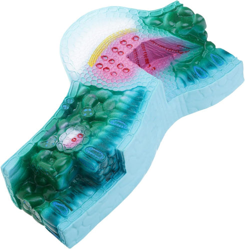 DLOULP Realistic PVC Plant Anatomy Model Detailed Biology Teaching Tool for Classroom &