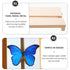 Yardwe Specimen Display Board, Adjustable Labs Boards for Butterfly Mounting Specimen Spreading Wings for Science
