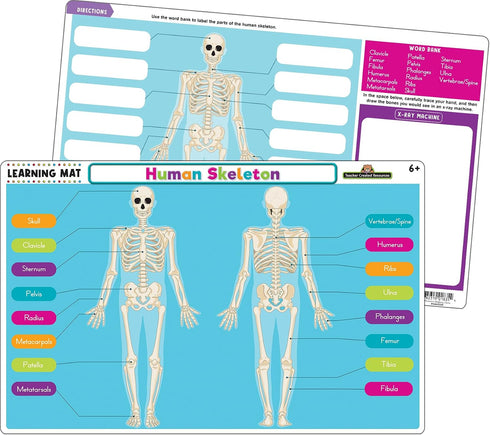 Teacher Created Resources Human Skeleton Learning Mat (TCR21028)