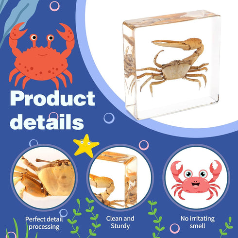 Hudirgo Taxidermy Fiddler Crab in Resin - Real Taxidermy Animals Have Unique Collection Significance, Oddities Gifts