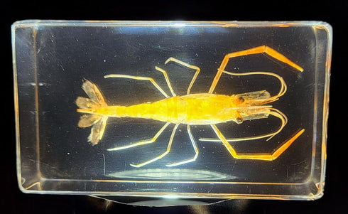 72mm Real Shrimp Oriental Freshwater River Prawn in Crystal Clear Lucite Resin Specimen Preserved Macrobrachium