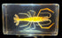 72mm Real Shrimp Oriental Freshwater River Prawn in Crystal Clear Lucite Resin Specimen Preserved Macrobrachium