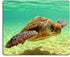 pingpi Custom Mouse Pad, Lord Howe Island Sea Turtle Design, 9.5 X 7.9 Inch