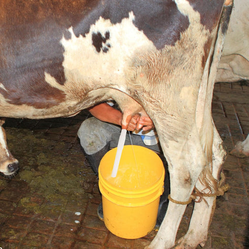 Beaupretty Silicone Milking Tube for Cattle and Sheep, Food Grade Milk Pipe Connector, Portable Manual and Electric