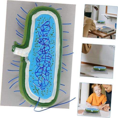 Toddmomy Microbiology Teaching Model Detailed and Anatomy Display for Classroom and Lab Use Educational Resource