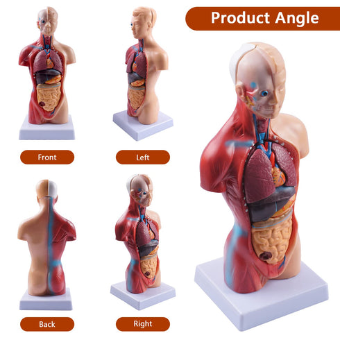 breesky 10.5inch Medical Torso Human Body Model Anatomy Doll with 15 Removable Parts for Education and Study