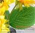 Generic Shimmering 3-Color Dimming, 3D (1PC) Sunflower Lamp, Realistic Modeling, USB Rechargeable Sunflower Night
