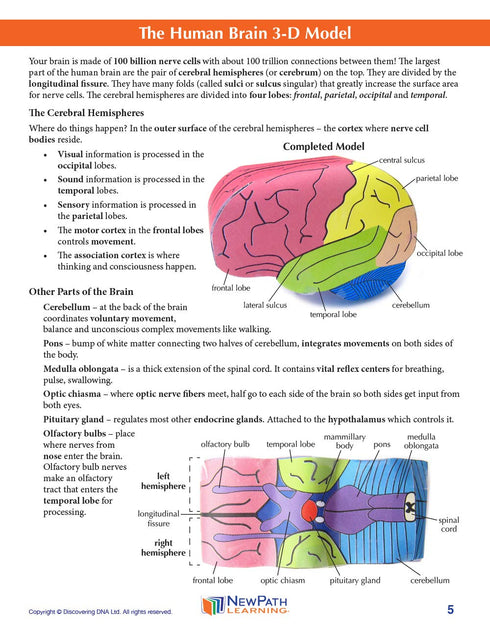 3-D (24-7772) NewPath Human Brain Paper Model Making Kit - Individual Student Edition