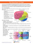 3-D (24-7772) NewPath Human Brain Paper Model Making Kit - Individual Student Edition
