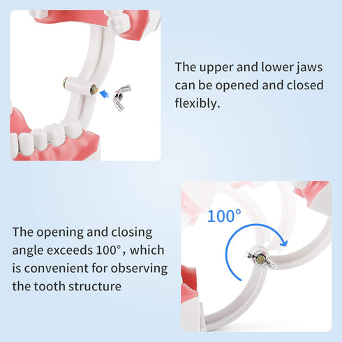 Annhua Large Dental Teeth Model with Denture Toothbrush, 2 Times Brushing Teaching Tools for Kids, Dental Students