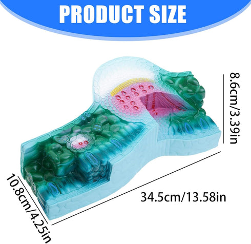 DLOULP Realistic PVC Plant Anatomy Model Detailed Biology Teaching Tool for Classroom & Science Lab Demonstrations
