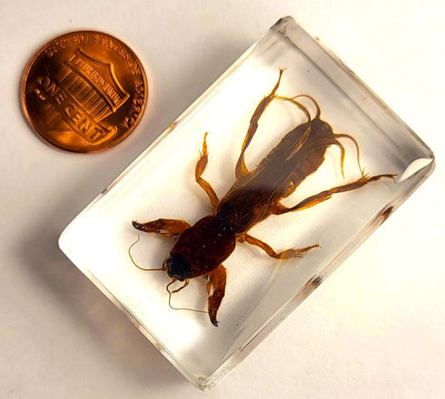 44mm Real Mole Cricket in Crystal Clear Lucite Resin, Preserved Specimen for Biology Science Education