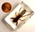 44mm Real Mole Cricket in Crystal Clear Lucite Resin, Preserved Specimen for Biology Science Education