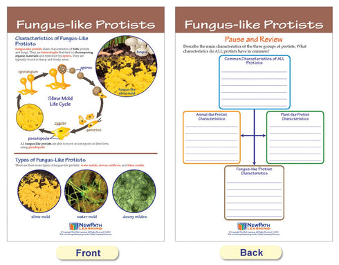 NewPath Learning Protists Bulletin Board Charts, Set of 8, Laminated, Double-Sided, Full-Color, 12" x 18" (94-7017)