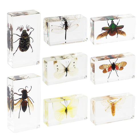 8 Pcs Real Insects in Resin Large Bug Collection Kit with Flying