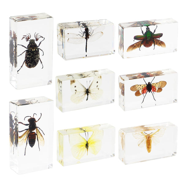 8 Pcs Real Insects in Resin Large Bug Collection Kit with Flying