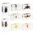 8 Pcs Real Insects in Resin Large Bug Collection Kit with Flying