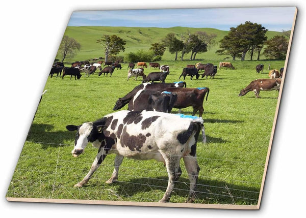 3dRose New Zealand, North Island, Dairy Cows, Farm animal-AU02 DWA6057 - David