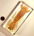 5.5" Real Mantis Shrimp in Crystal Clear Lucite Resin Specimen Preserved Oratosquilla Oratoria Sea Marine Animal