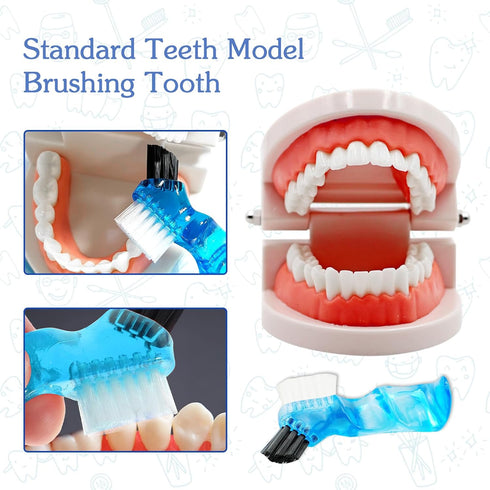 Dental Teeth Model with Denture Toothbrush, Standard Teeth Model Brushing Tooth, Denture Mouth Model Demonstration