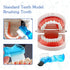 Dental Teeth Model with Denture Toothbrush, Standard Teeth Model Brushing Tooth, Denture Mouth Model Demonstration