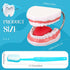 Set Baderke Huge Mouth Model with Hinge and Giant Toothbrush for Speech Therapy, Brushing Teaching Dental Teeth Model