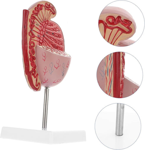 Anatomical Model of Male Reproductive System Enlarged Model for Medical Study and Biology Teaching for Educational