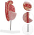 Anatomical Model of Male Reproductive System Enlarged Model for Medical Study and Biology Teaching for Educational