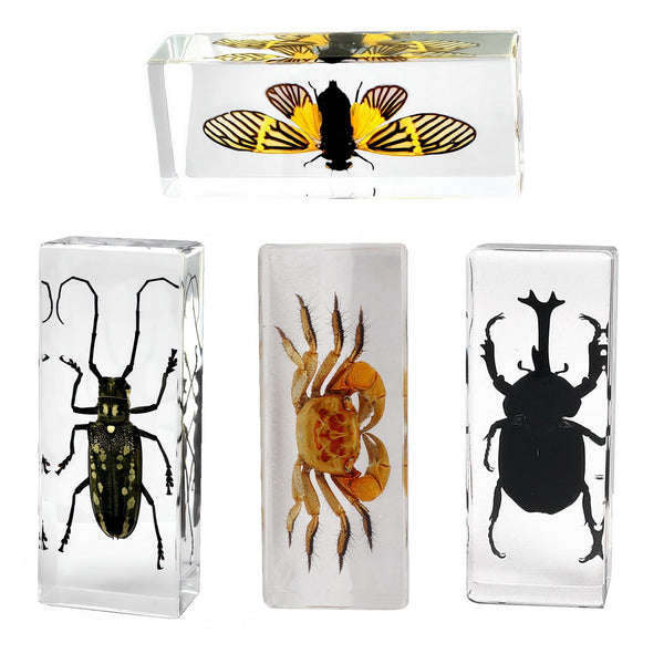 Aolowewin Extra Large Insect Specimens, Taxidermy Crab Beetles Cicada, Preserved Bug, Bugs Specimen