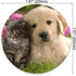 Gaming Round Mouse Pad Custom,Animals Cat Kitten Dog Golden Retriever Puppy Mouse Pad by pingpi