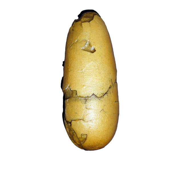 Oviraptor Realistic Dinosaur Egg Fossil Cast