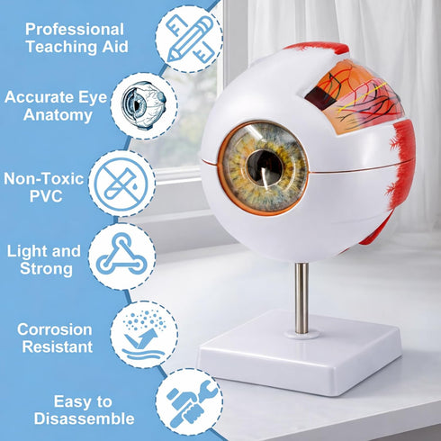 6X Eye Anatomy Model, Enlarged Eyeball Model, Human Eye Anatomical Model for Science Education Students Study Display
