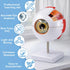 6X Eye Anatomy Model, Enlarged Eyeball Model, Human Eye Anatomical Model for Science Education Students Study Display