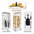 Aolowewin (4.3x1.7x1.1-inch) Extra Large Insect Specimens, Taxidermy Crab Beetles Cicada, Preserved Bug, Bugs Specimen