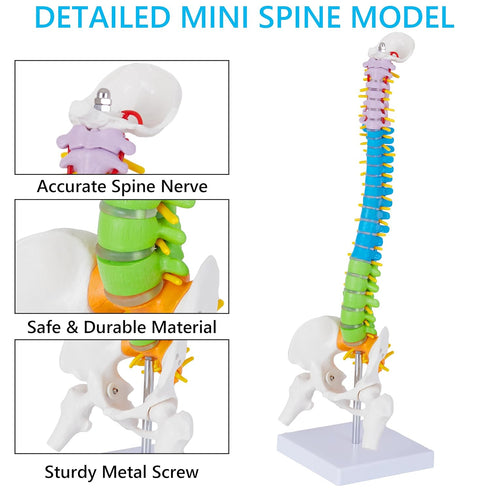 Ruiishunyy 15.5 Mini Spine Anatomy Model - Miniature Human Color Spine Model with All Nerves for Medical Learning