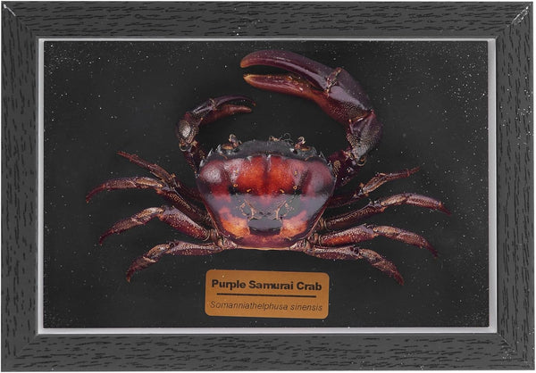 Liyoakyo Real Crab Taxidermy Framed Preserved Specimen for Coastal Wall Decor, Beach Home