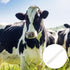 Beaupretty Silicone Milking Tube for Cattle and Sheep, Food Grade Milk Pipe Connector, Portable Manual and Electric
