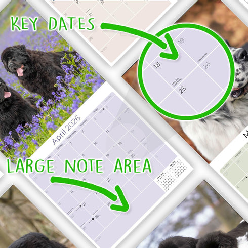 Newfoundland Calendar 2025 2026 - Dog Breed Monthly Wall Calendar, 12 x 24 Open, Thick No-Bleed Paper