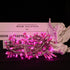 100 8 8 Pink Christmas String Lights - LED Pink String Lights Plug in for Tree, Bedroom, Wedding, Indoor/Outdoor
