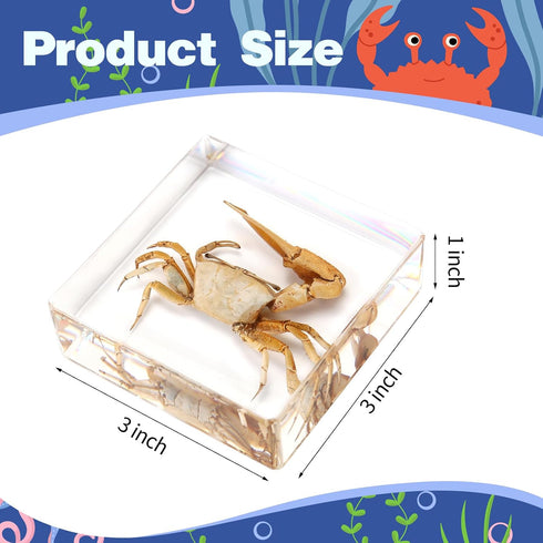 Hudirgo Taxidermy Fiddler Crab in Resin - Real Taxidermy Animals Have Unique Collection Significance, Oddities Gifts