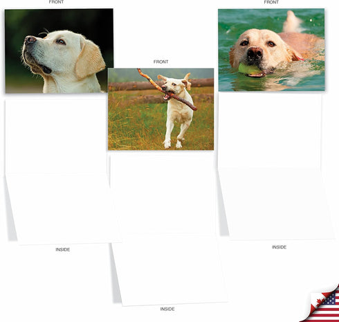 The Best Card Company - 10 Adorable Blank Dog Cards (4 x 5.12 Inch) - Boxed Set of Lovable Labs AM6325OCB-B1x10