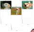 The Best Card Company - 10 Adorable Blank Dog Cards (4 x 5.12 Inch) - Boxed Set of Lovable Labs AM6325OCB-B1x10