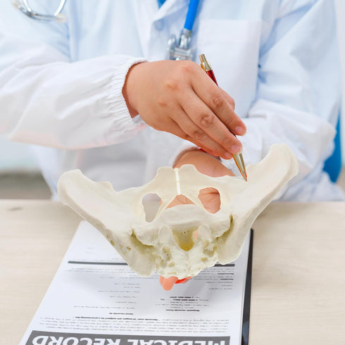 MonMed Life-Size Female Pelvis Anatomy Model