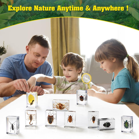 15 Real Insect Specimens of Butterflies and Beetles, Resin Preserved for Science Education, Biology Oddities