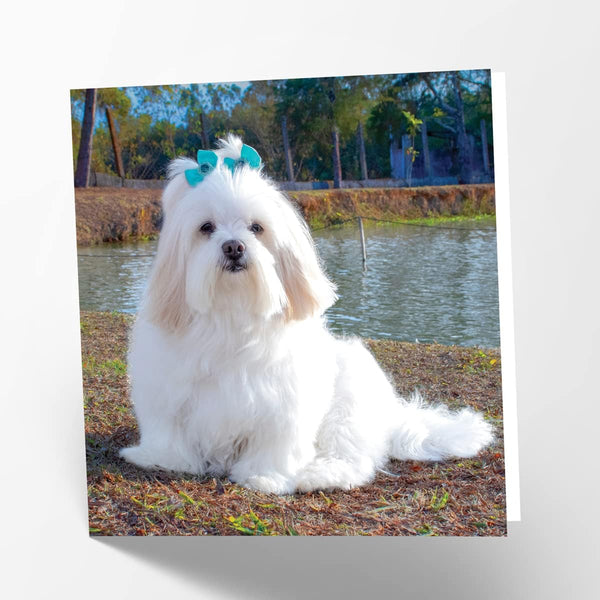 Maturi Lhasa Apso Dog Photographic Blank Birthday Card, 6” x 6” Square Greetings