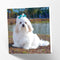 Maturi Lhasa Apso Dog Photographic Blank Birthday Card, 6” x 6” Square Greetings