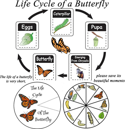 Dddzerong Butterfly Specimen Kit Includes pins, mounting Board, Spreading Tools, Display case, Labels, Forceps