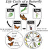 Dddzerong Butterfly Specimen Kit Includes pins, mounting Board, Spreading Tools, Display case, Labels, Forceps