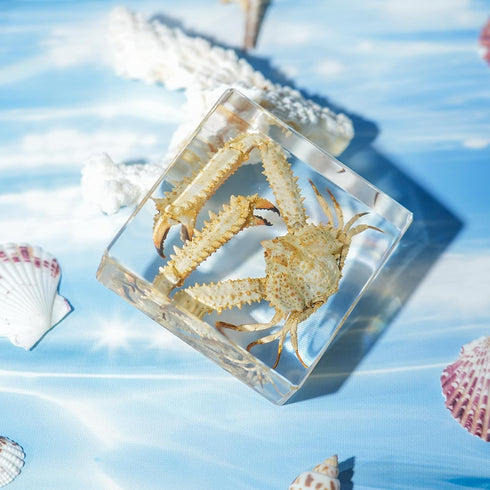 Taxidermy Crab, Professional Crab Taxidermy in Clear Resin - Marine Biology Specimen for Educational Displays
